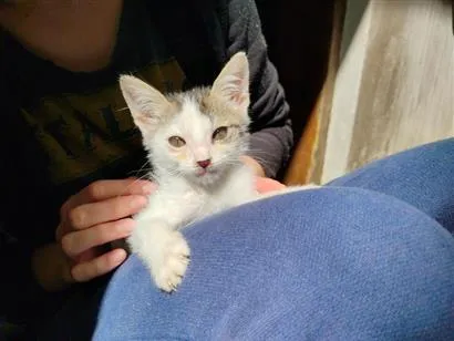 Gato raça SRD-ViraLata idade 2 a 6 meses nome Ariel