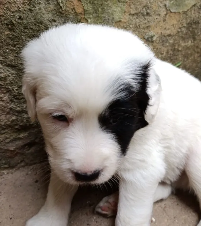 Cachorro raça SRD-ViraLata idade 2 a 6 meses nome Thor 