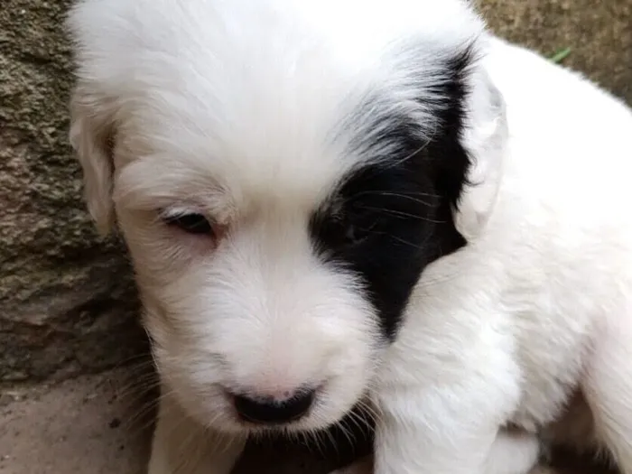 Cachorro raça SRD-ViraLata idade 2 a 6 meses nome Thor 