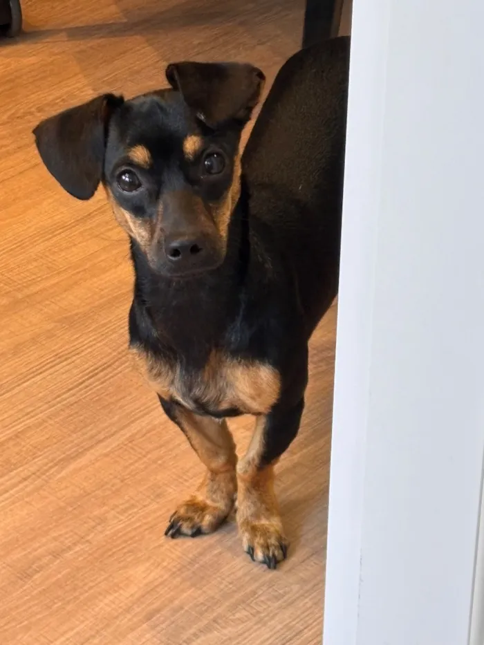 Cachorro raça SRD-ViraLata idade 7 a 11 meses nome Dora