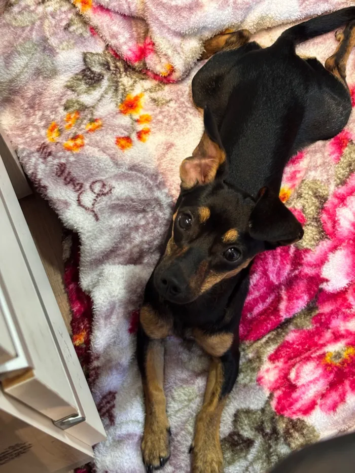 Cachorro raça SRD-ViraLata idade 7 a 11 meses nome Dora