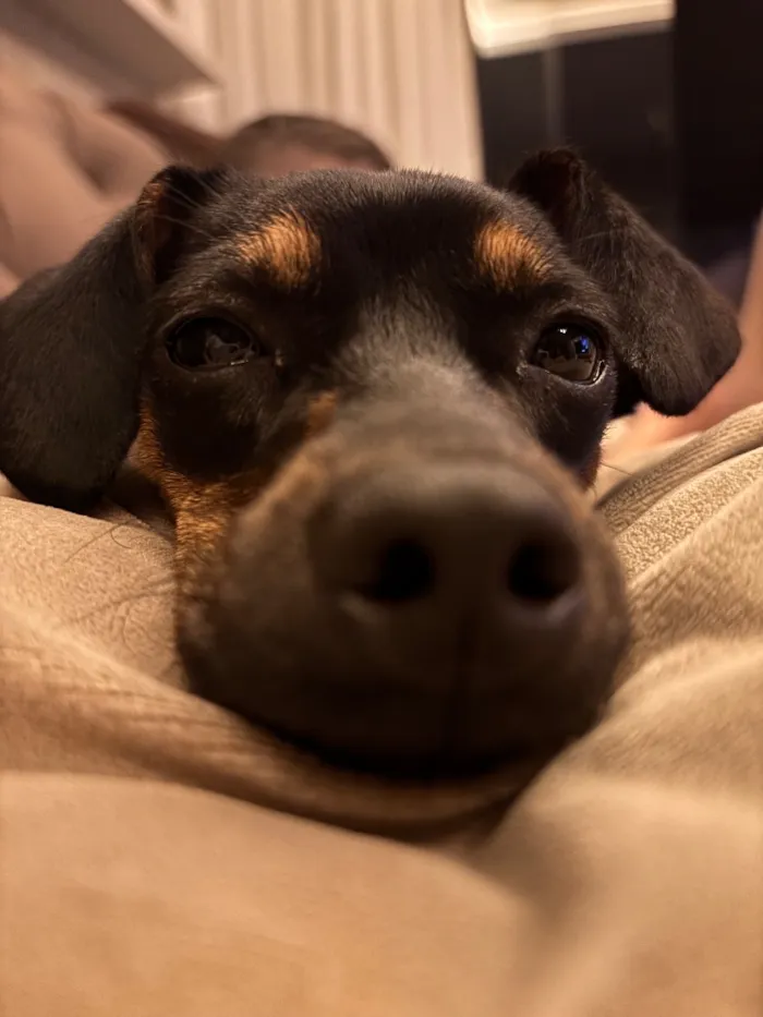 Cachorro raça SRD-ViraLata idade 7 a 11 meses nome Dora