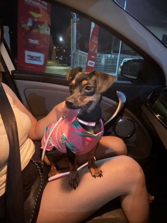 Cachorro raça SRD-ViraLata idade 7 a 11 meses nome Dora