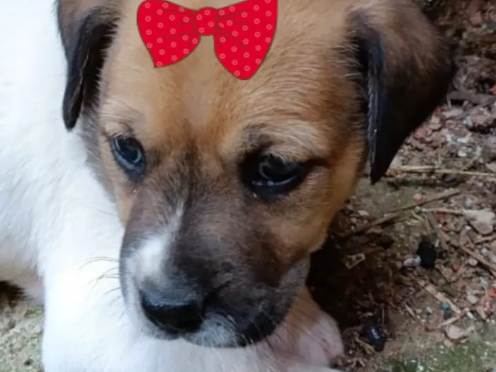 Cachorro raça SRD-ViraLata idade 2 a 6 meses nome Cacau 