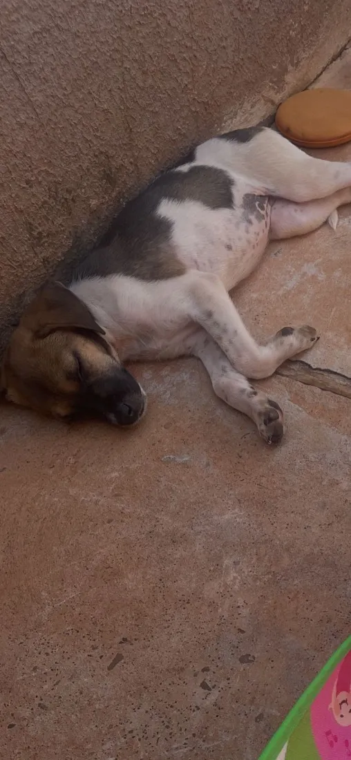 Cachorro raça SRD-ViraLata idade 2 a 6 meses nome Pandora