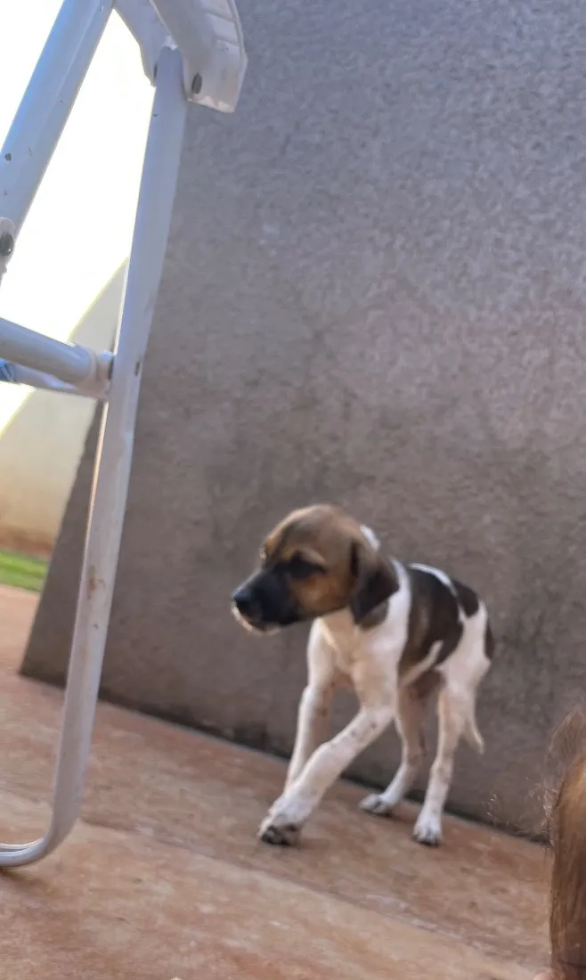 Cachorro raça SRD-ViraLata idade 2 a 6 meses nome Pandora