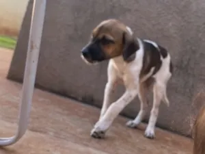 Cachorro raça SRD-ViraLata idade 2 a 6 meses nome Pandora