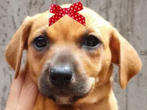 Cachorro raça SRD-ViraLata idade 2 a 6 meses nome Mia 