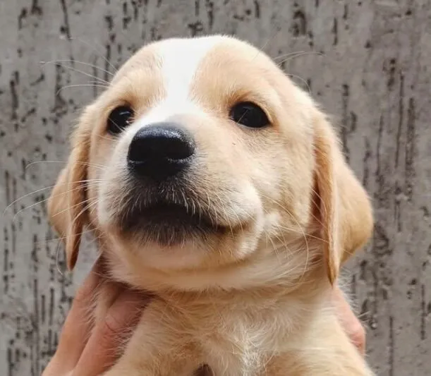 Cachorro raça SRD-ViraLata idade 2 a 6 meses nome Marley 