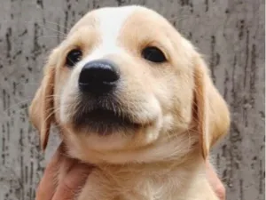 Cachorro raça SRD-ViraLata idade 2 a 6 meses nome Marley 