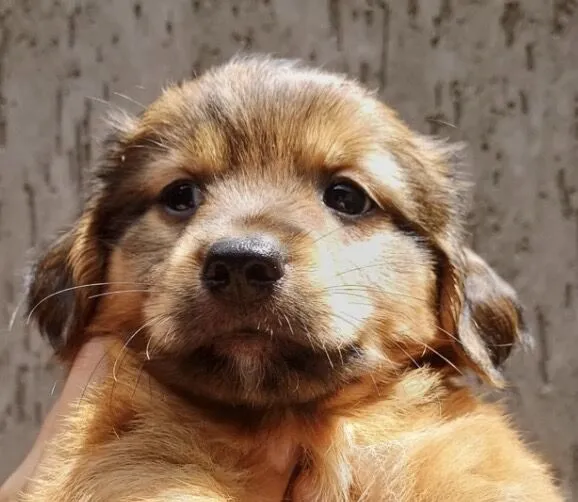 Cachorro raça SRD-ViraLata idade 2 a 6 meses nome Max