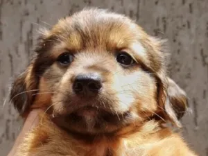 Cachorro raça SRD-ViraLata idade 2 a 6 meses nome Max