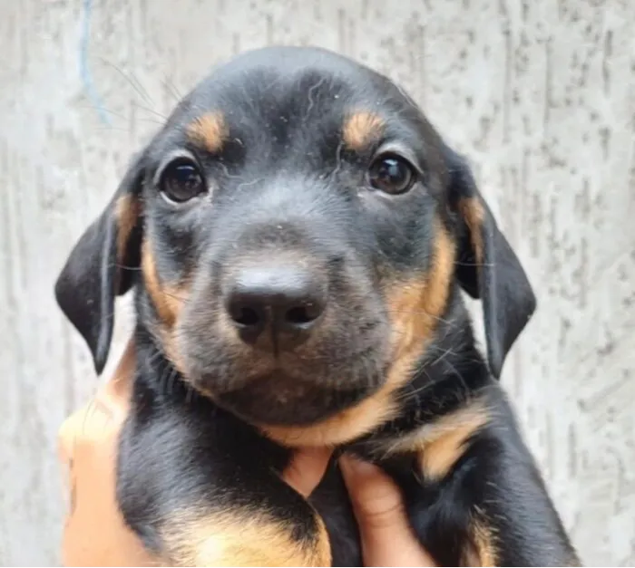 Cachorro raça SRD-ViraLata idade 2 a 6 meses nome Mike 
