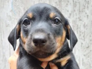 Cachorro raça SRD-ViraLata idade 2 a 6 meses nome Mike 