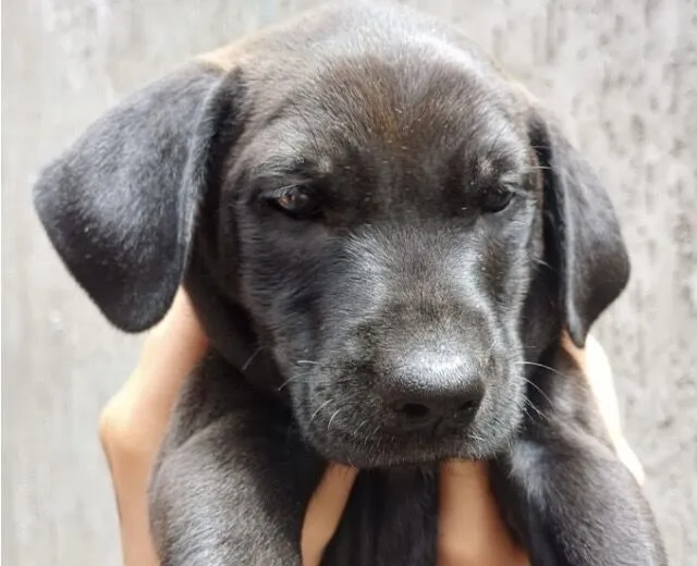Cachorro raça SRD-ViraLata idade 2 a 6 meses nome Maui 