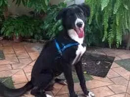 Cachorro raça SRD-ViraLata idade 7 a 11 meses nome Mike
