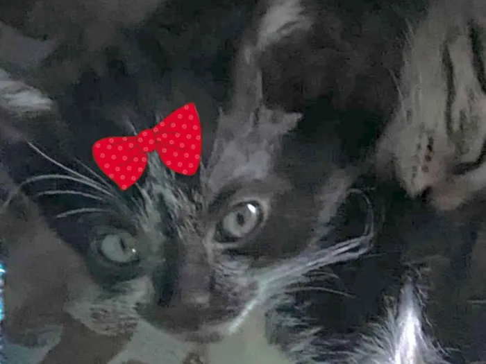 Gato raça SRD-ViraLata idade 2 a 6 meses nome Mia 