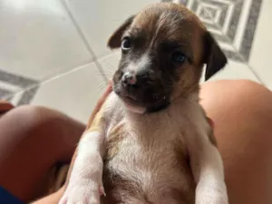 Cachorro raça SRD-ViraLata idade Abaixo de 2 meses nome Ainda não tem nome 