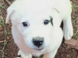 Cachorro raça SRD-ViraLata idade 2 a 6 meses nome Apolo 