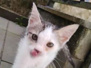 Gato raça SRD-ViraLata idade 2 a 6 meses nome Ariel