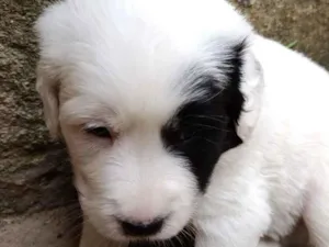 Cachorro raça SRD-ViraLata idade 2 a 6 meses nome Thor 