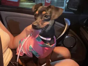 Cachorro raça SRD-ViraLata idade 7 a 11 meses nome Dora