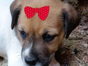 Cachorro raça SRD-ViraLata idade 2 a 6 meses nome Cacau 