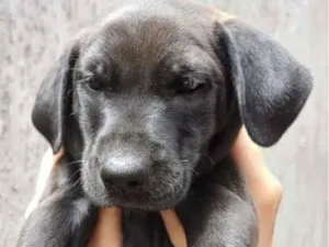 Cachorro raça SRD-ViraLata idade 2 a 6 meses nome Maui 