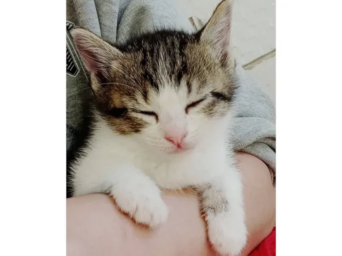 Gato raça SRD-ViraLata idade Abaixo de 2 meses nome bebês gatas??