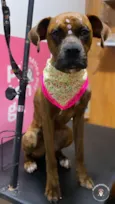 tigresa 