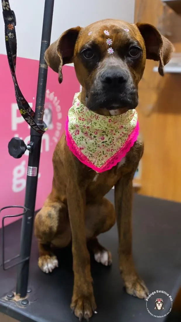 Cachorro raça SRD-ViraLata idade 2 anos nome tigresa 