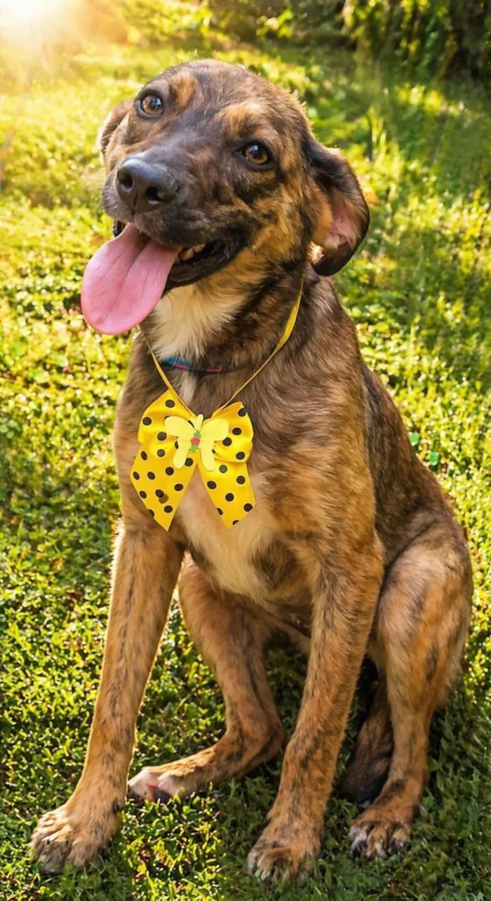 Cachorro raça SRD-ViraLata idade 2 a 6 meses nome Fofokinha 