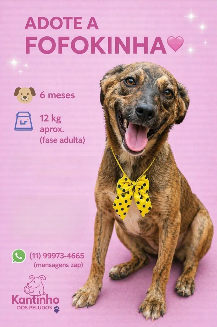 Cachorro raça SRD-ViraLata idade 2 a 6 meses nome Fofokinha 