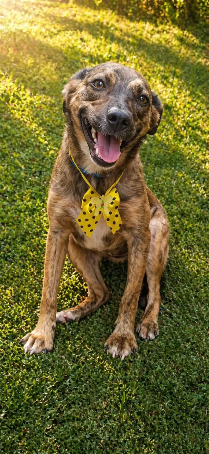 Cachorro raça SRD-ViraLata idade 2 a 6 meses nome Fofokinha 
