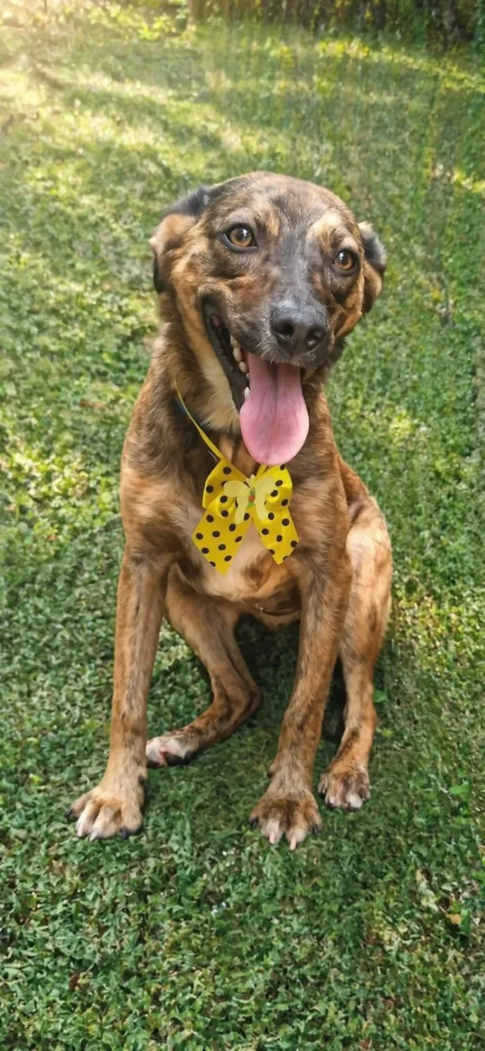 Cachorro raça SRD-ViraLata idade 2 a 6 meses nome Fofokinha 