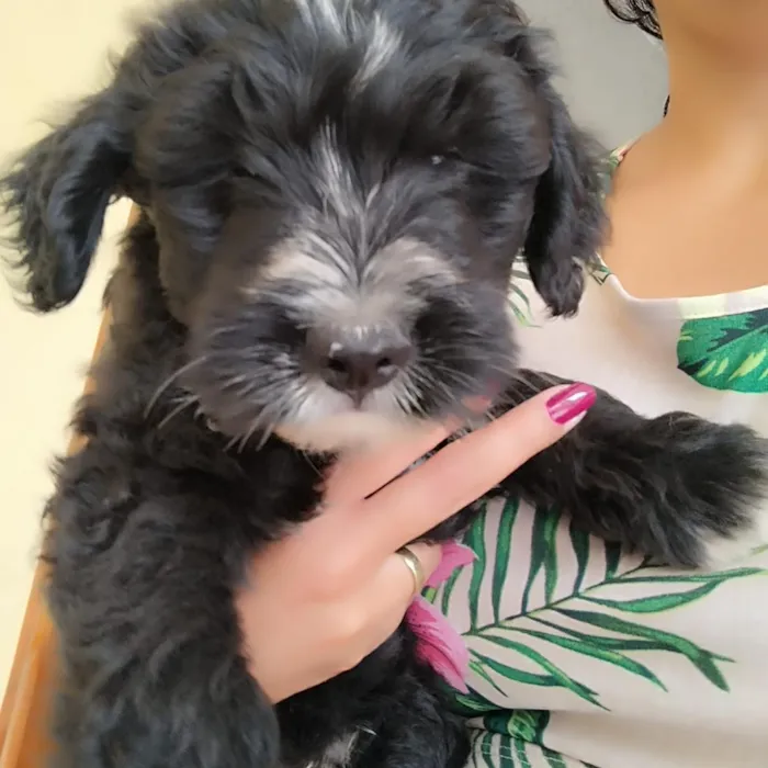 Cachorro raça SRD-ViraLata idade 2 a 6 meses nome doação poodle 