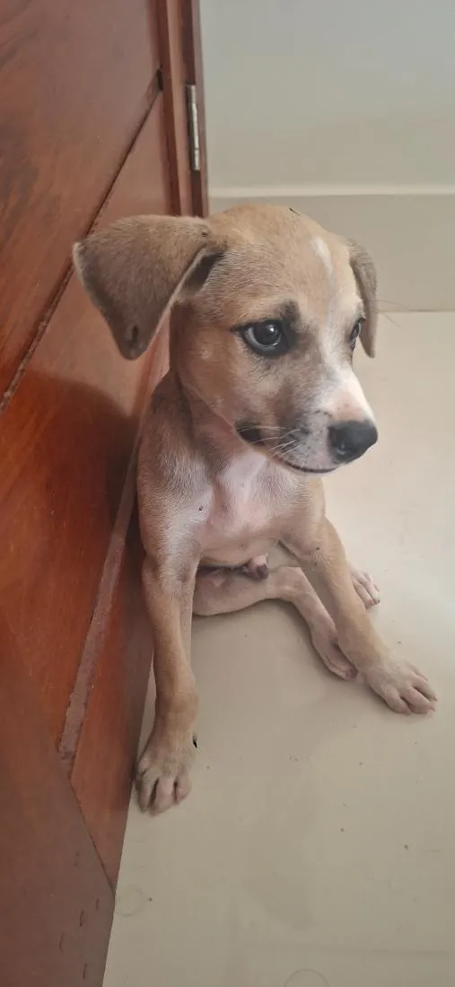 Cachorro raça SRD-ViraLata idade Abaixo de 2 meses nome Sem nome
