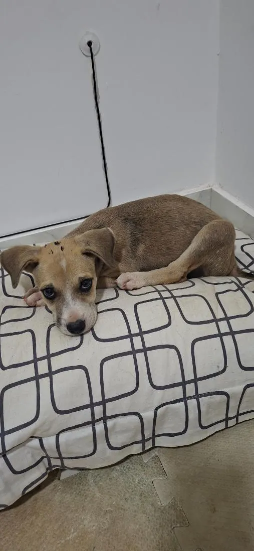 Cachorro raça SRD-ViraLata idade Abaixo de 2 meses nome Sem nome