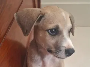 Cachorro raça SRD-ViraLata idade Abaixo de 2 meses nome Sem nome
