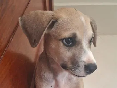 Cachorro raça SRD-ViraLata idade Abaixo de 2 meses nome Sem nome
