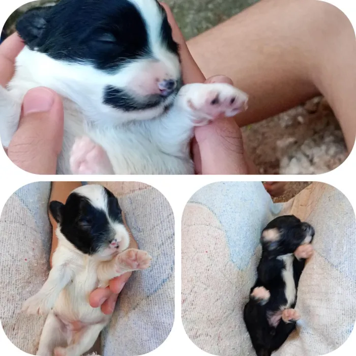 Cachorro raça SRD-ViraLata idade Abaixo de 2 meses nome ferinha, clarinha e branquinho