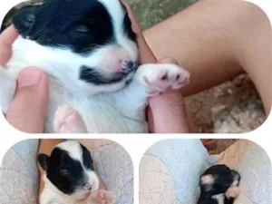 Cachorro raça SRD-ViraLata idade Abaixo de 2 meses nome ferinha, clarinha e branquinho
