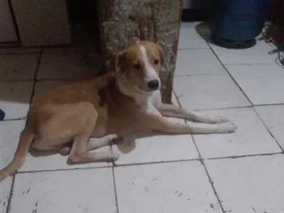 Cachorro raça SRD-ViraLata idade 1 ano nome Laion