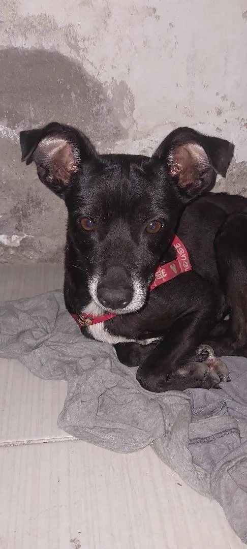 Cachorro raça SRD-ViraLata idade 5 anos nome Snoopy