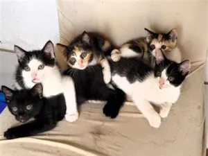 Gato raça SRD-ViraLata idade 2 a 6 meses nome Quinteto animado