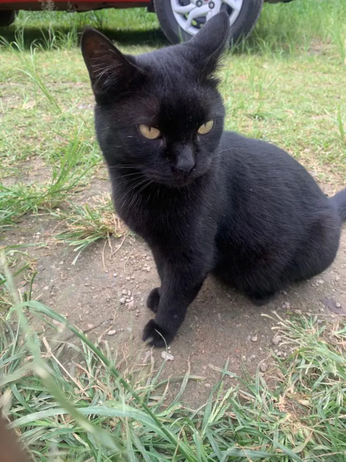 Gato raça SRD-ViraLata idade 1 ano nome pretinha