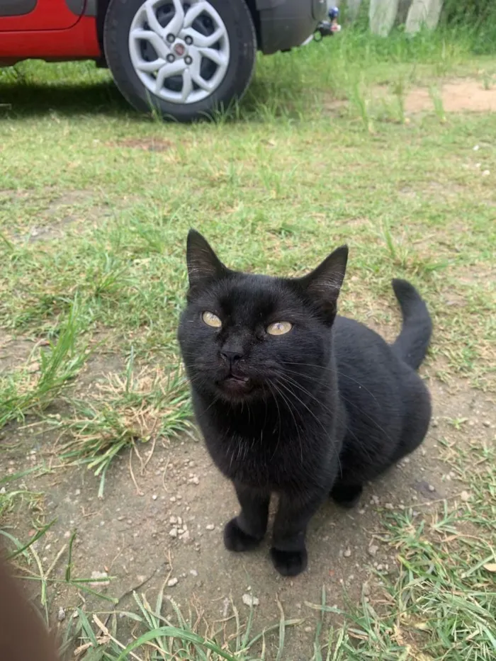 Gato raça SRD-ViraLata idade 1 ano nome pretinha