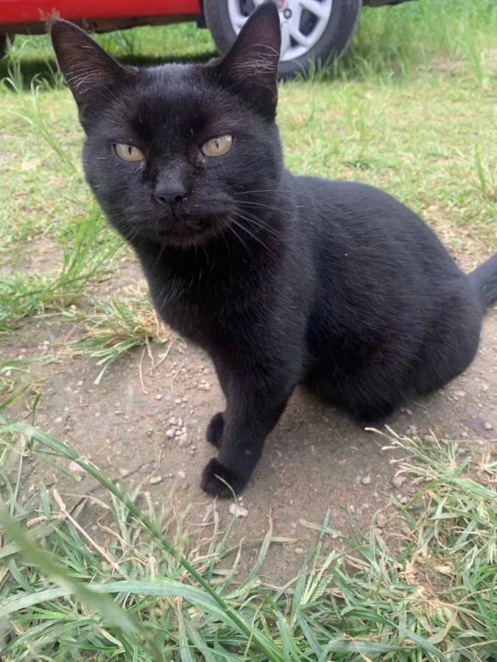 Gato raça SRD-ViraLata idade 1 ano nome pretinha