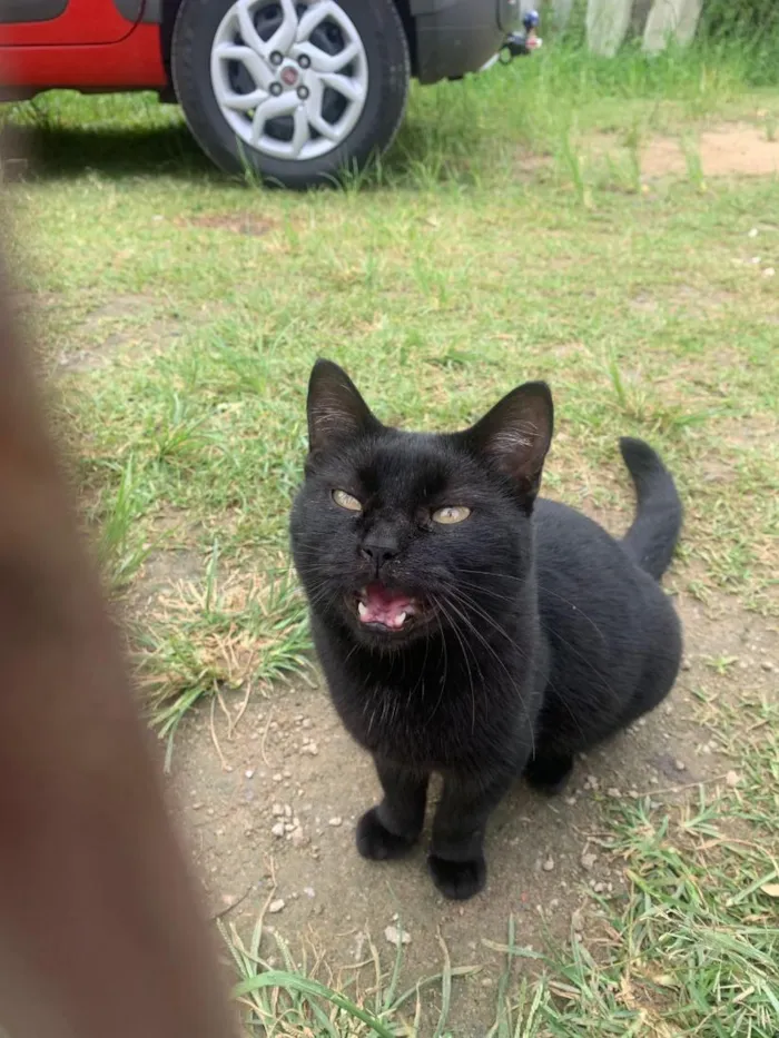 Gato raça SRD-ViraLata idade 1 ano nome pretinha