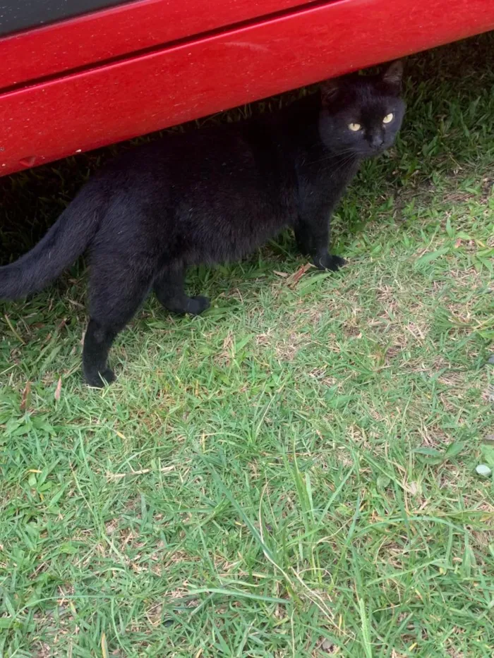 Gato raça SRD-ViraLata idade 1 ano nome pretinha